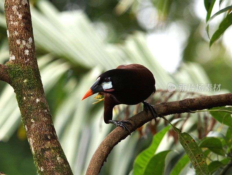 Montezuma Oropendola